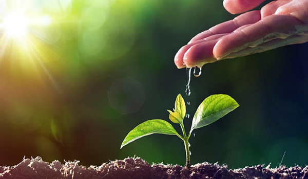 parisara watering sapling