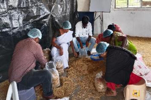 IG Activity 2(Mushroom Cultivation)-1