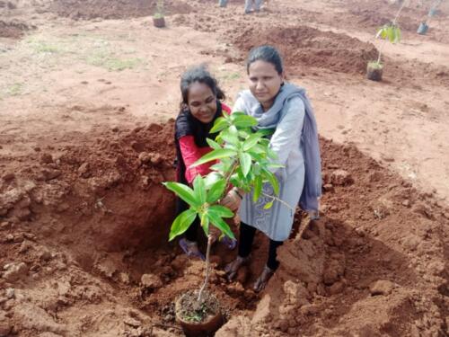 LRC Kodikonda Horticulture Plantation-4