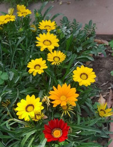 Samarthanam Delhi visit Amrit Udyan-3